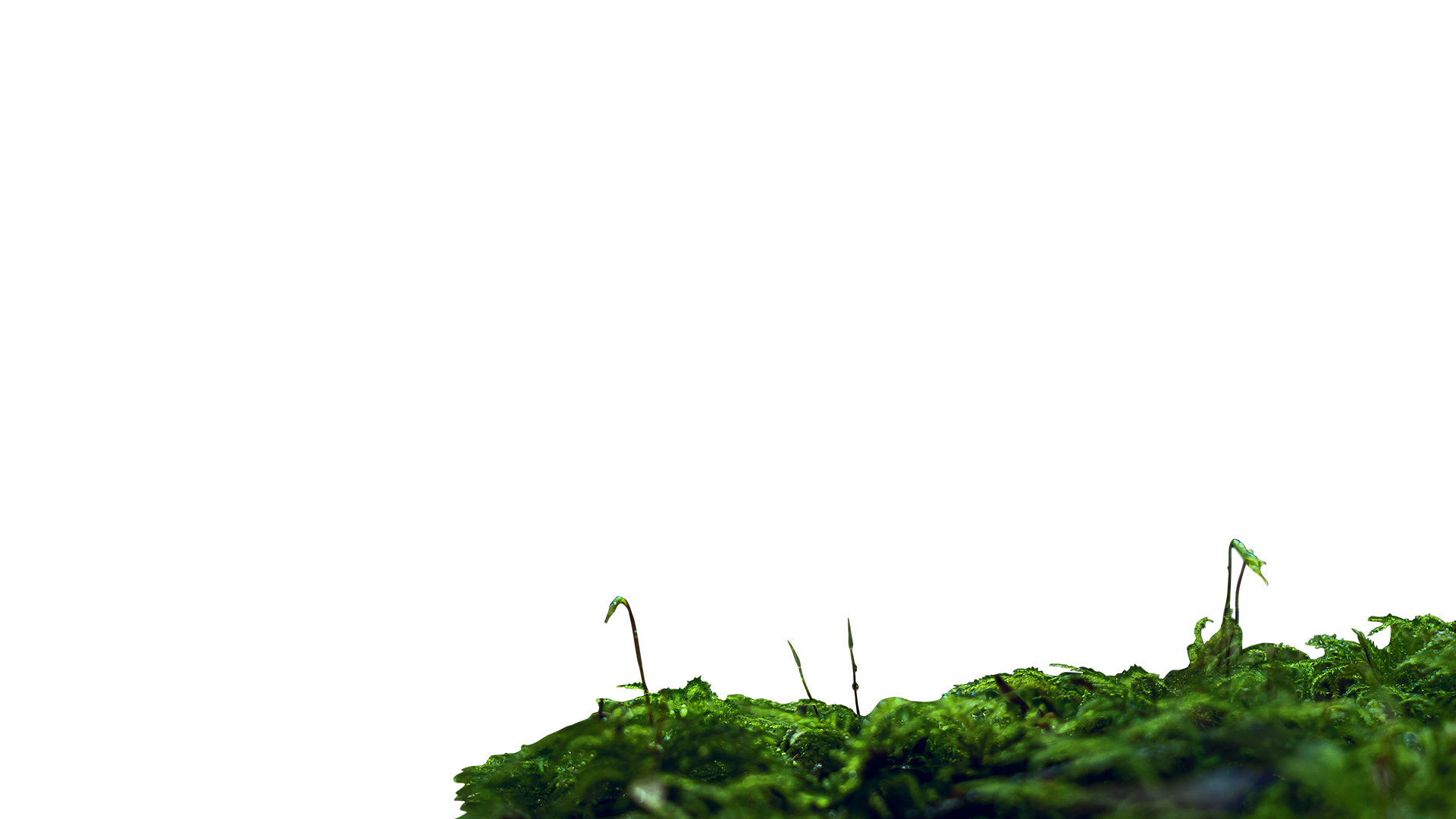 parallax foreground