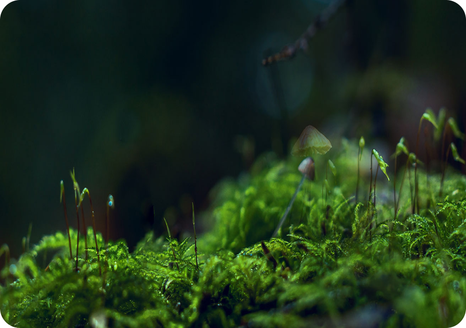 green mosh nature